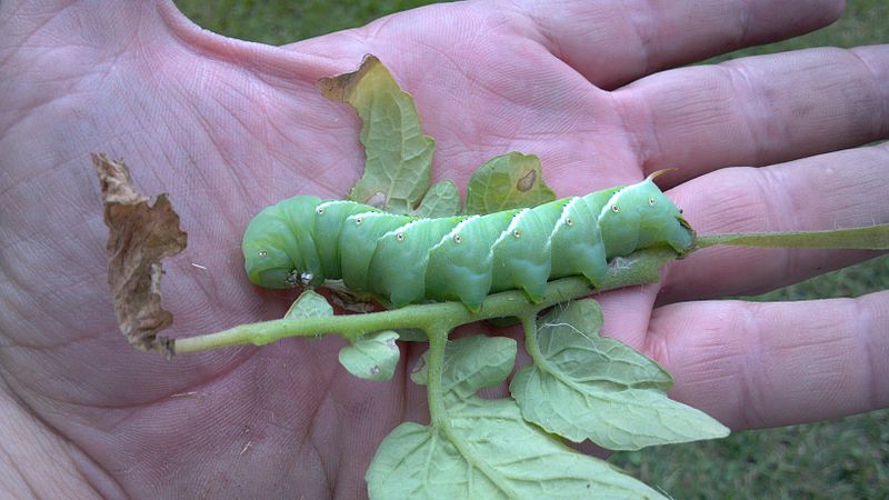 Tomato Hornworm (Wikipedia)