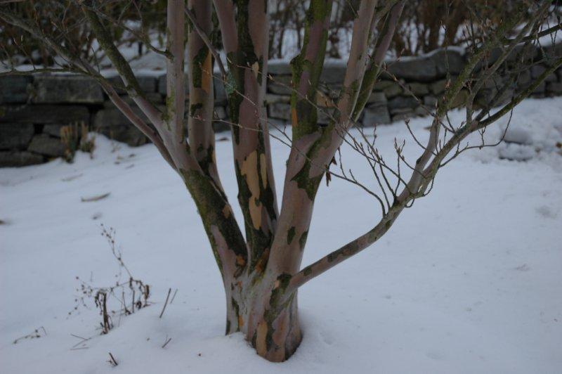 Stewartia pseudocamellia