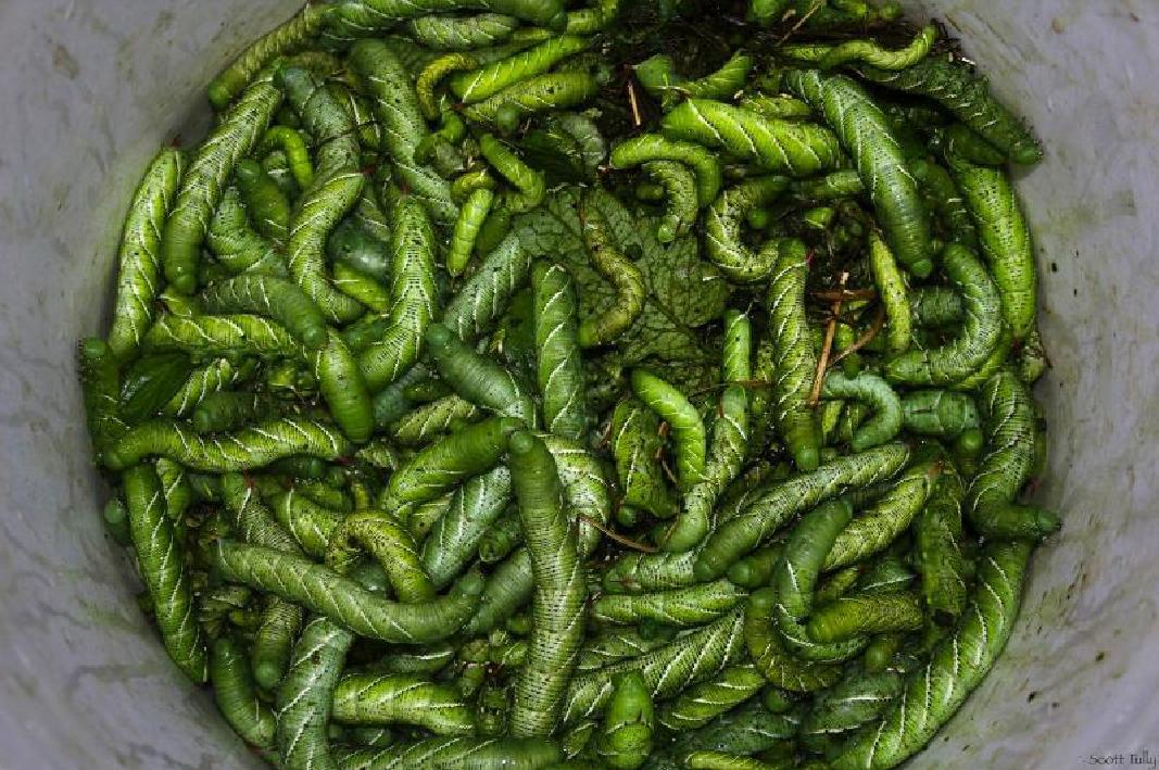 Hornworm - Photo by Scott Tully